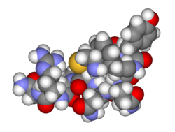 Arginine vasopressin3d.jpg