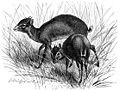 Duiker.jpg