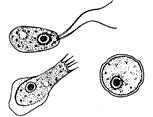 Naegleria (formes).png