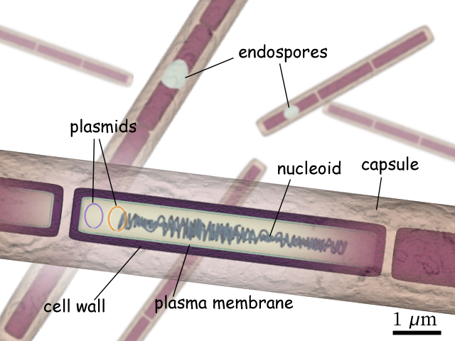 B anthracis diagram fr.png