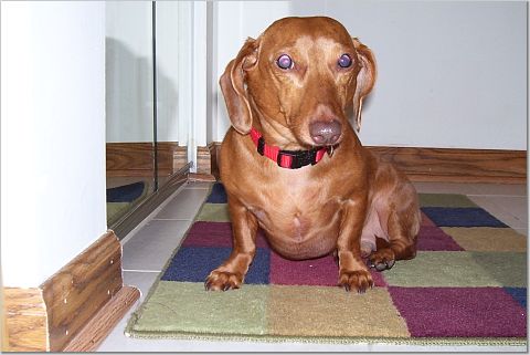 A short hair dachshund