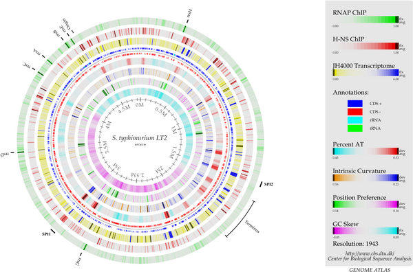 Salmonella genome.png