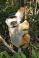 Diademed sifaka Propithecus diademaTemplate:Photo