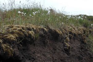 Cotton grass.JPG