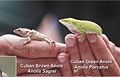 Image:Cuban Anoles.pg