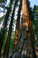 redwoods