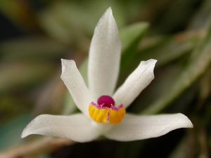 Loefgrenianthus blancheamesiae2.jpg