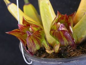 Bifrenaria tetragona 1.jpg