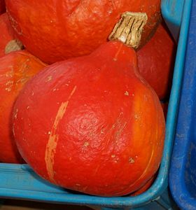 "Uchiki Kuri", a hubbard squash.