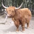 Highland cow