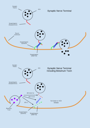 Botulinum Toxin Mechanism.png