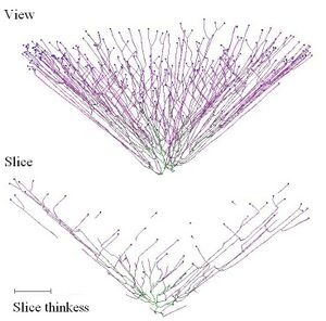 Neighbour Sensing model cone.jpg