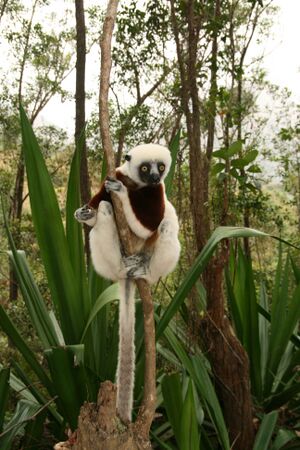 Verreaux's Sifaka .jpg