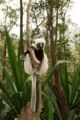 Verreaux's Sifaka Propithecus verreauxi