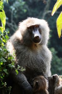 An "Old World" monkey - Papio anubis. This male baboon at Ngorongoro Crater, Tanzania is holding an infant.