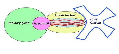 Median eminence.jpg
