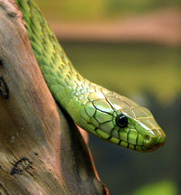 Western green mamba