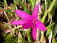 Isabelia violacea