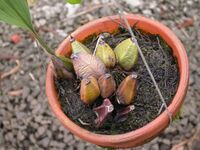 Bifrenaria vitellina