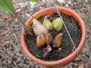 Bifrenaria vitellina plant.jpg