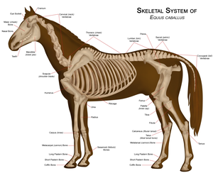 Horseanatomy.png