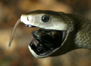 Dendroaspis polylepis eating.jpg