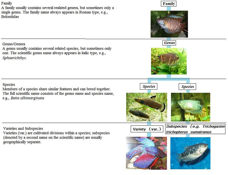 Fishgroupings.jpg