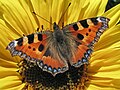 Butterfly and Sunflower