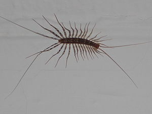 House centipede.JPG