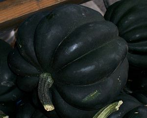 "Table Ace", an acorn squash.