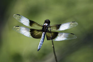 Dragonfly.jpg