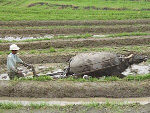 Farming-on-Indonesia.jpg