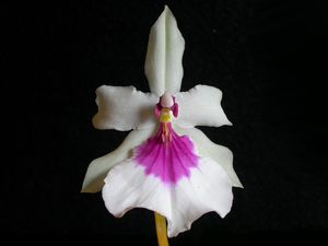 Miltonia spectabilis.jpg