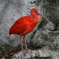 Seen at the San Diego ZooTemplate:Photo