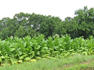 Tobacco bright leaf.jpg