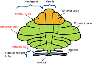 CerebellumDiv.png