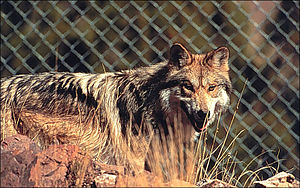 Reintroducedmexicanwolf.jpg