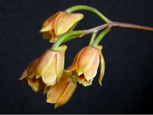 Bifrenaria stefanae 2.jpg