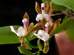 Aspasia epidendroides.jpg