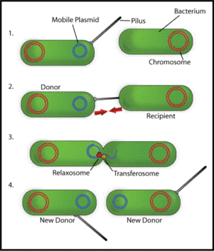 BacterConjugation.gif