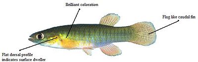 Killifishdiagram.jpg