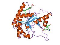 Luciferase.jpg