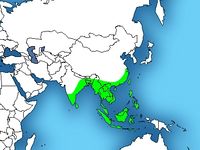 Distribution of the king cobra