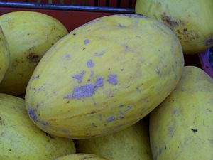 Yellow squash.