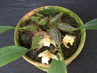 Bifrenaria racemosa