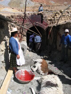 Llama sacrifice Potosi Bolivia.jpg