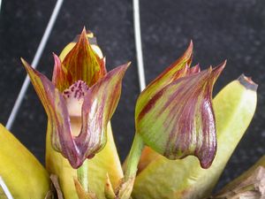 Bifrenaria tetragona 3.jpg