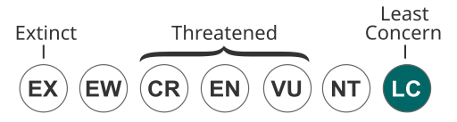 Status iucn3.1 LC.svg