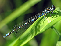 (CC) Photo: Marko Kivelä Common Blue Damselfly (Enallagma cyathigerum).