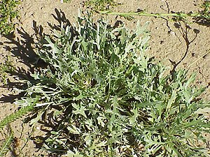 Achillea clavenae0.jpg